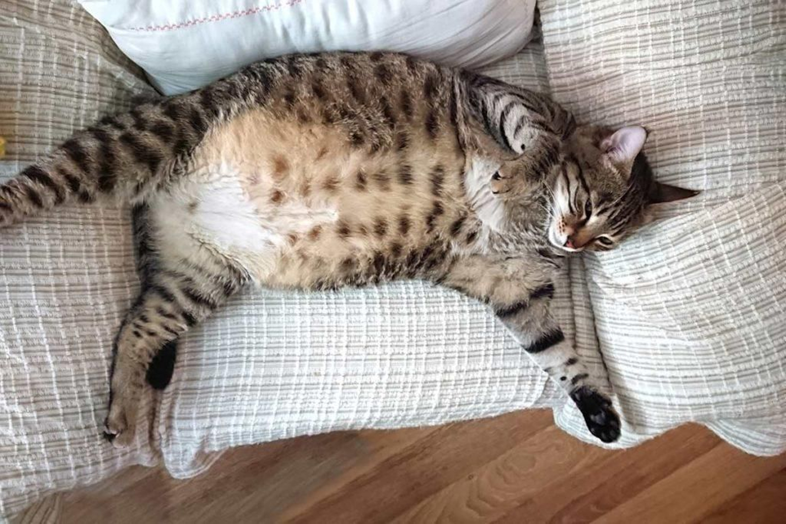 10 consejos básicos sobre cuidados de una gata embarazada 10 consejos básicos sobre cuidados de una gata embarazada