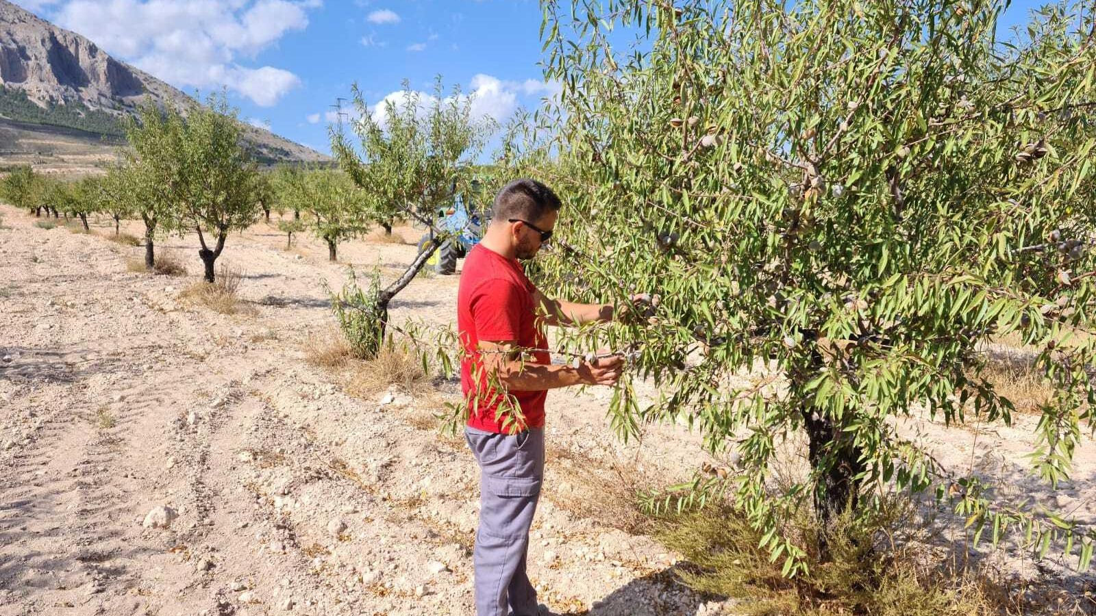 Francisco Javier Martínez Robles revisa los frutos de uno de los almendros que tiene en Vélez Rubio