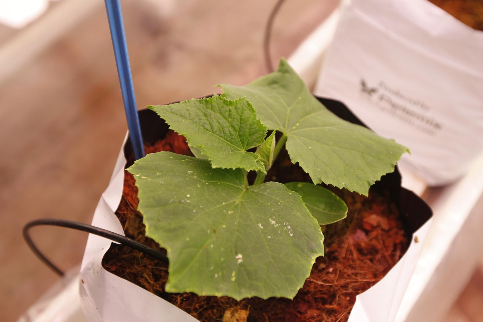 Fotogalería presentación resultados Bayer