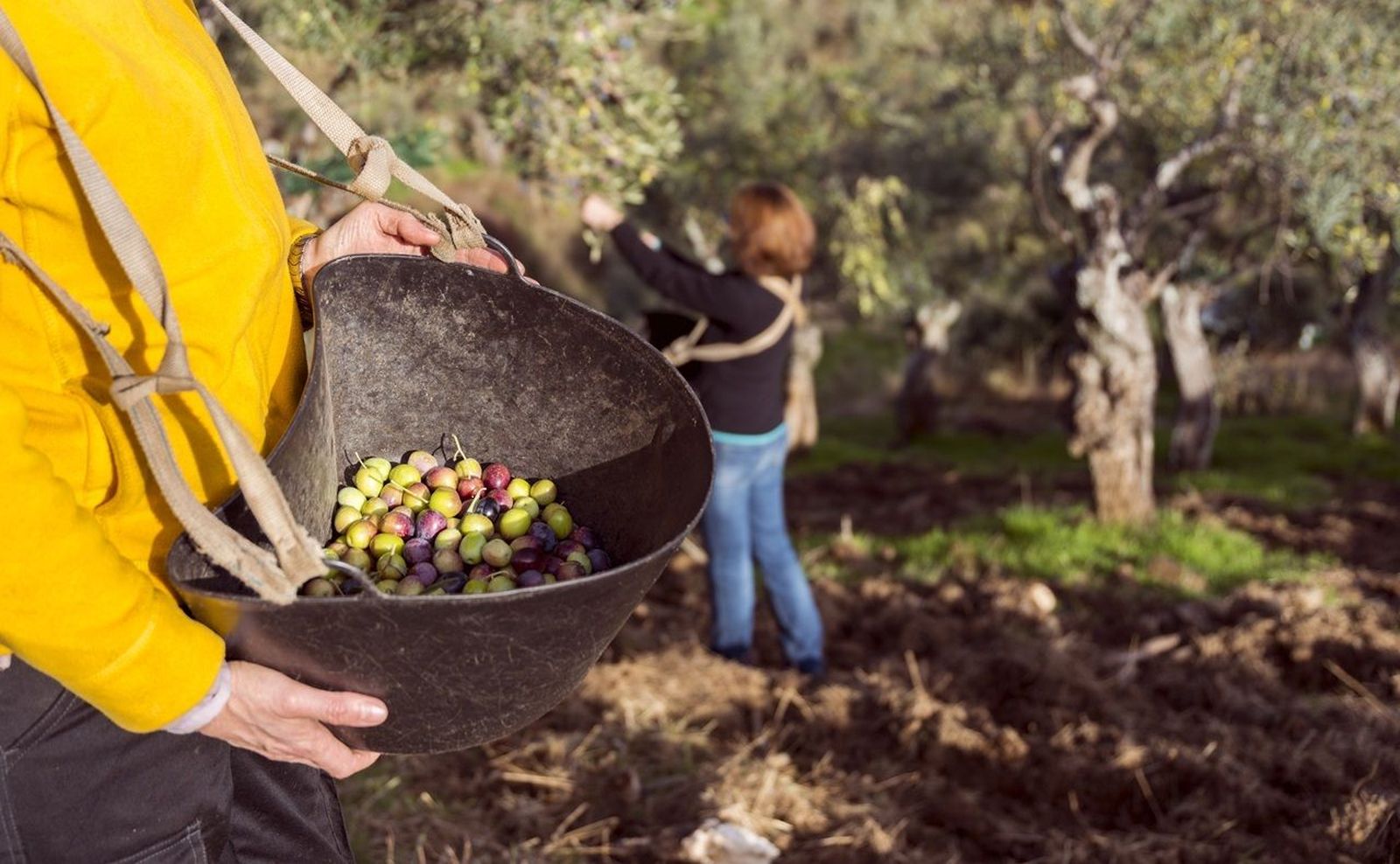 Turistas recogen aceitunas durante una experiencia de oleoturismo.