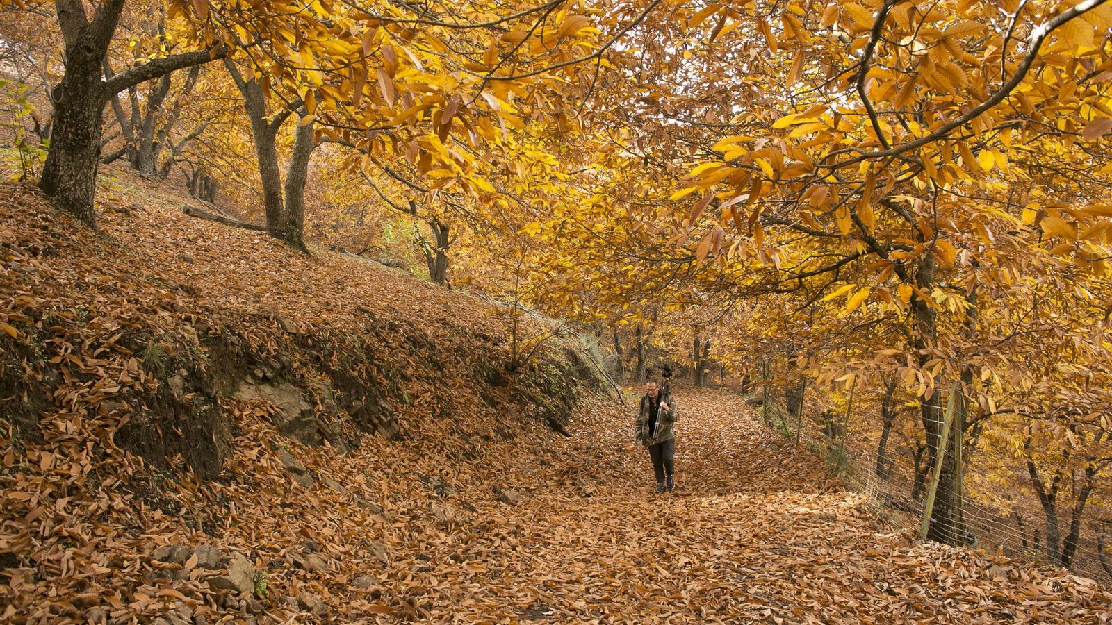 El conocido como bosque de Cobre en Málaga.