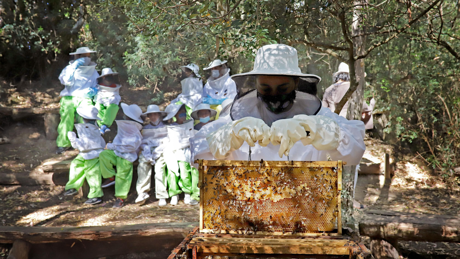 Jerez celebra el Día Mundial de las Abejas Jerez celebra el Día Mundial de las Abejas