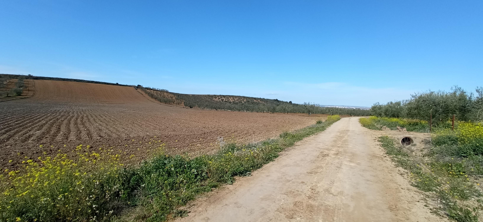 Las imágenes de la ruta de la dehesa de Albaida del Aljarafe