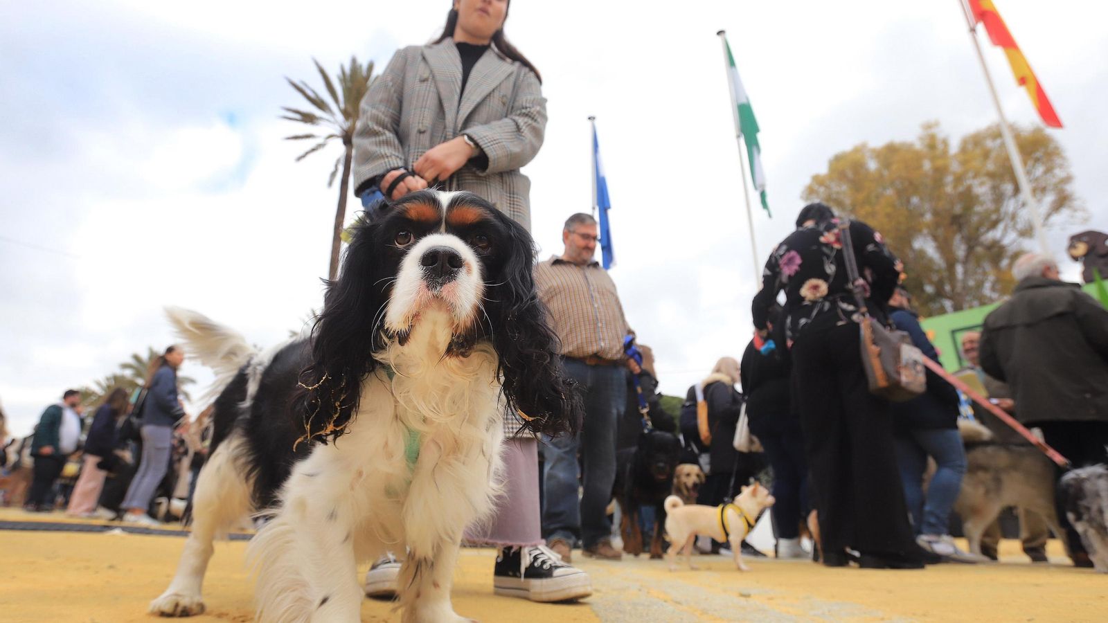 Un perro y su dueña, durante el desfile en el González Hontoria.