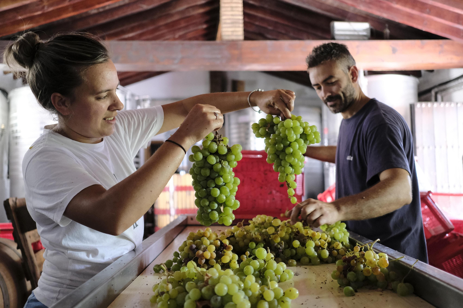 La vendimia de la Serranía de Ronda, en fotos.