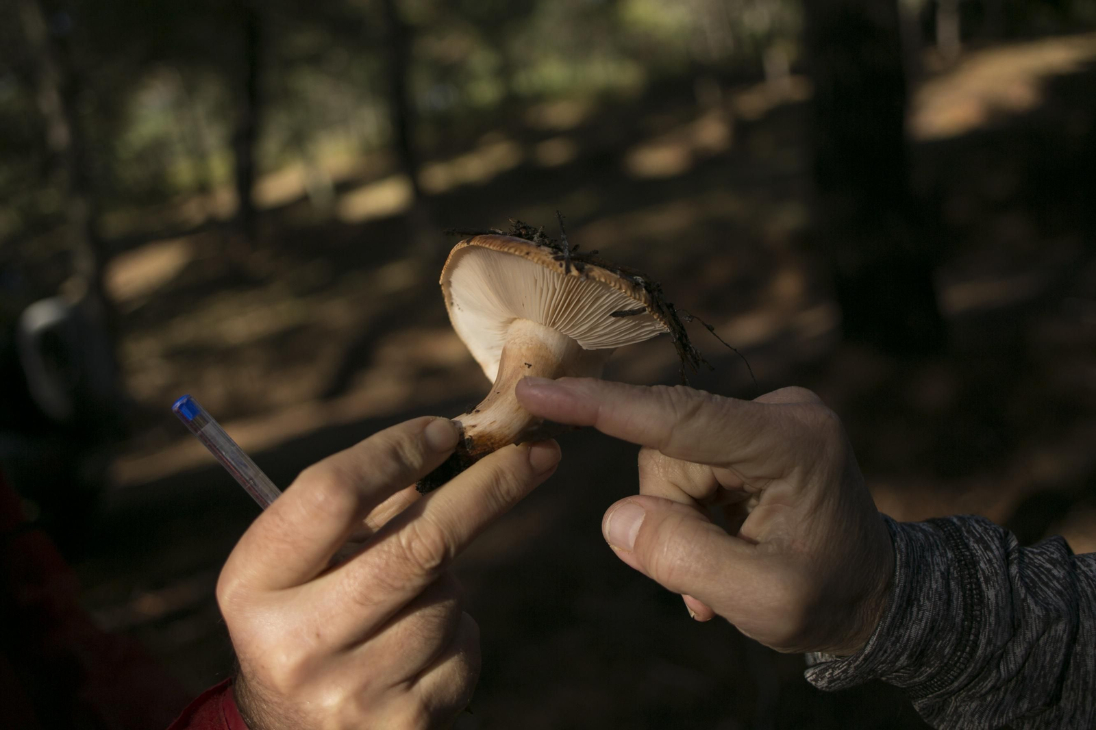 La Serranía de Ronda, joya de la micología