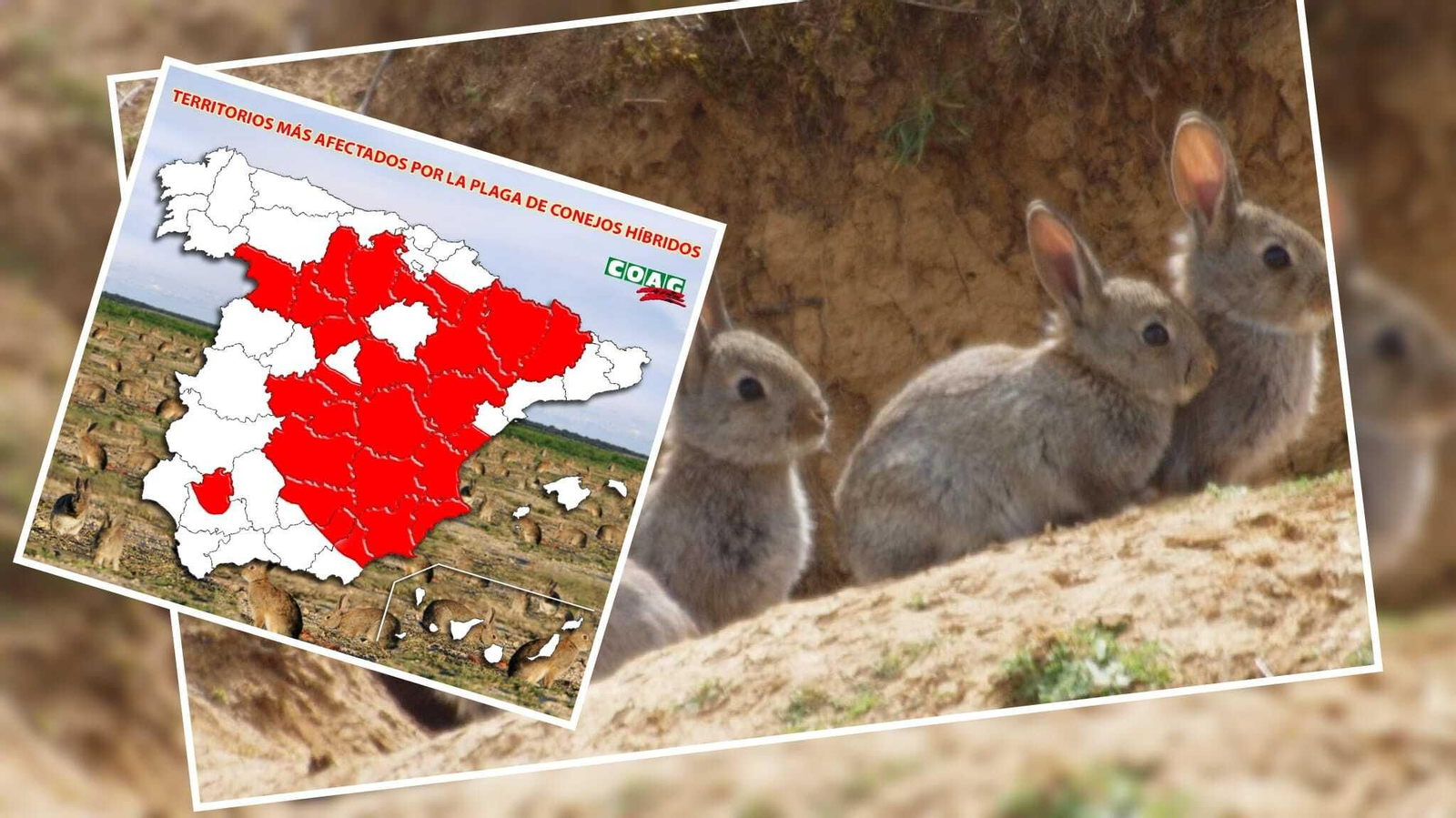 Imagen de archivo de varios conejos.