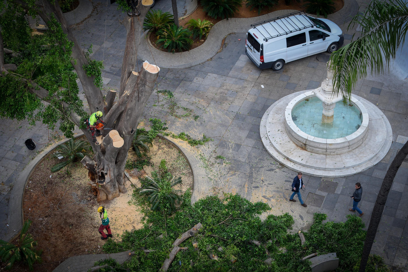 El final del ficus de la Encarnación