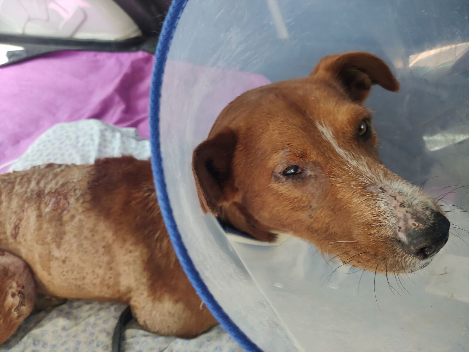 Mikel, una vez que ya ha sido ingresado en el hospital veterinario.