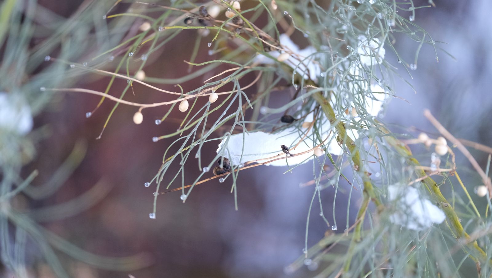 Fotogalería nevada en la Provincia de Almería