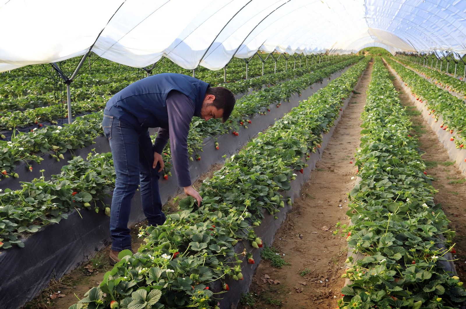 Imágenes de la realidad del trabajo en el campo