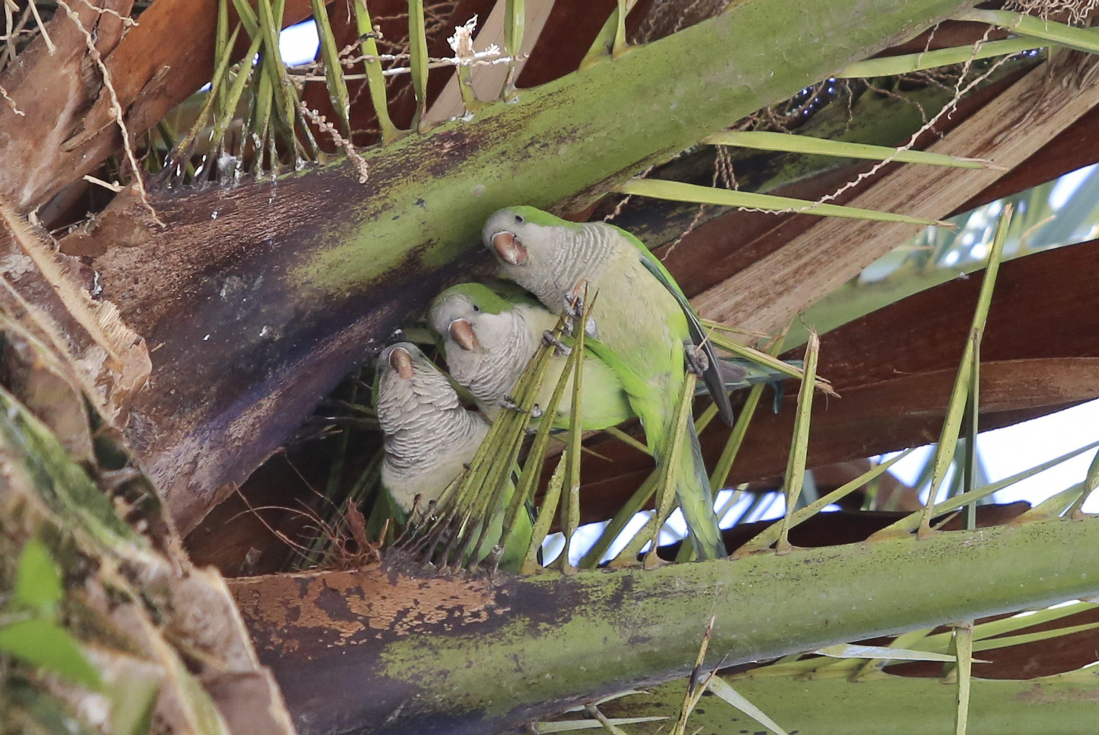 Tres cotorras en una palmera de la Alameda de Colón