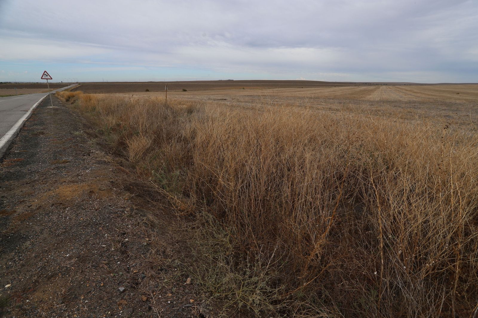 Terrenos agrícolas de secano, en el entorno del centro penitenciario de Huelva, donde se van a construir las plantas fotovoltaicas del complejo La Luz.