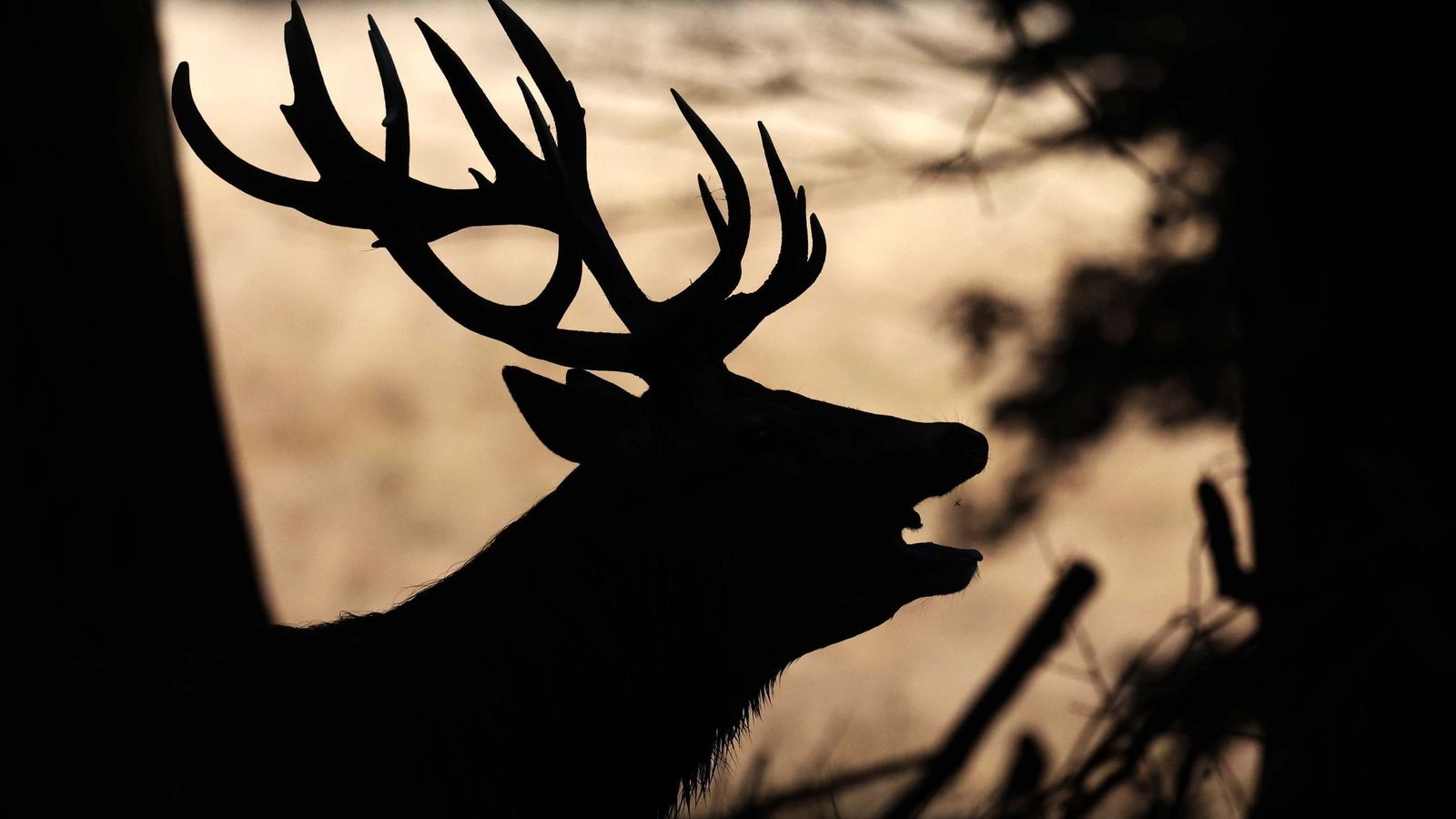 Un ciervo emite el bramido que hoy se conoce como berrea.