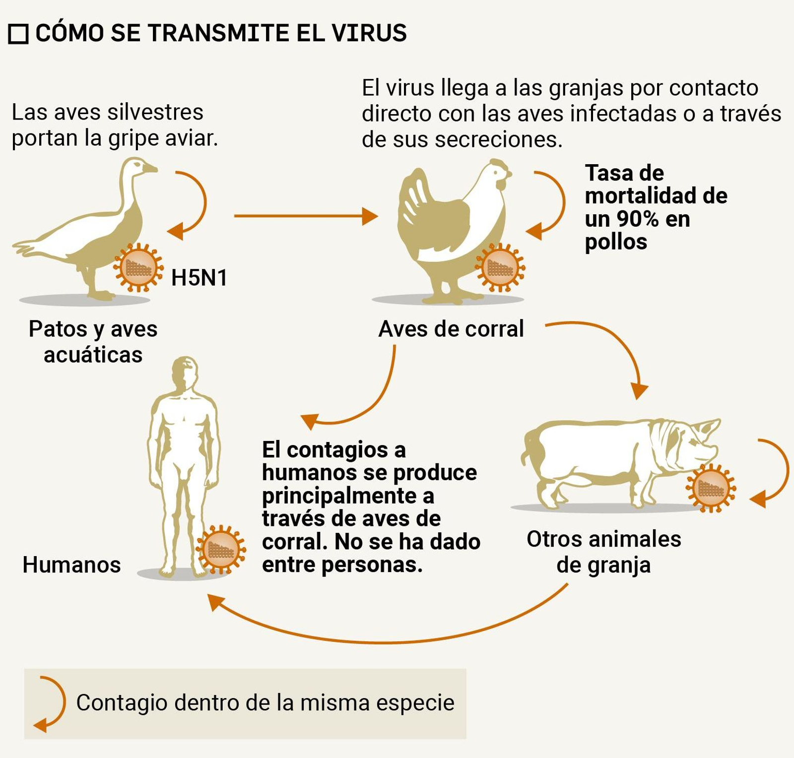 Cómo se transmite la gripe aviar
