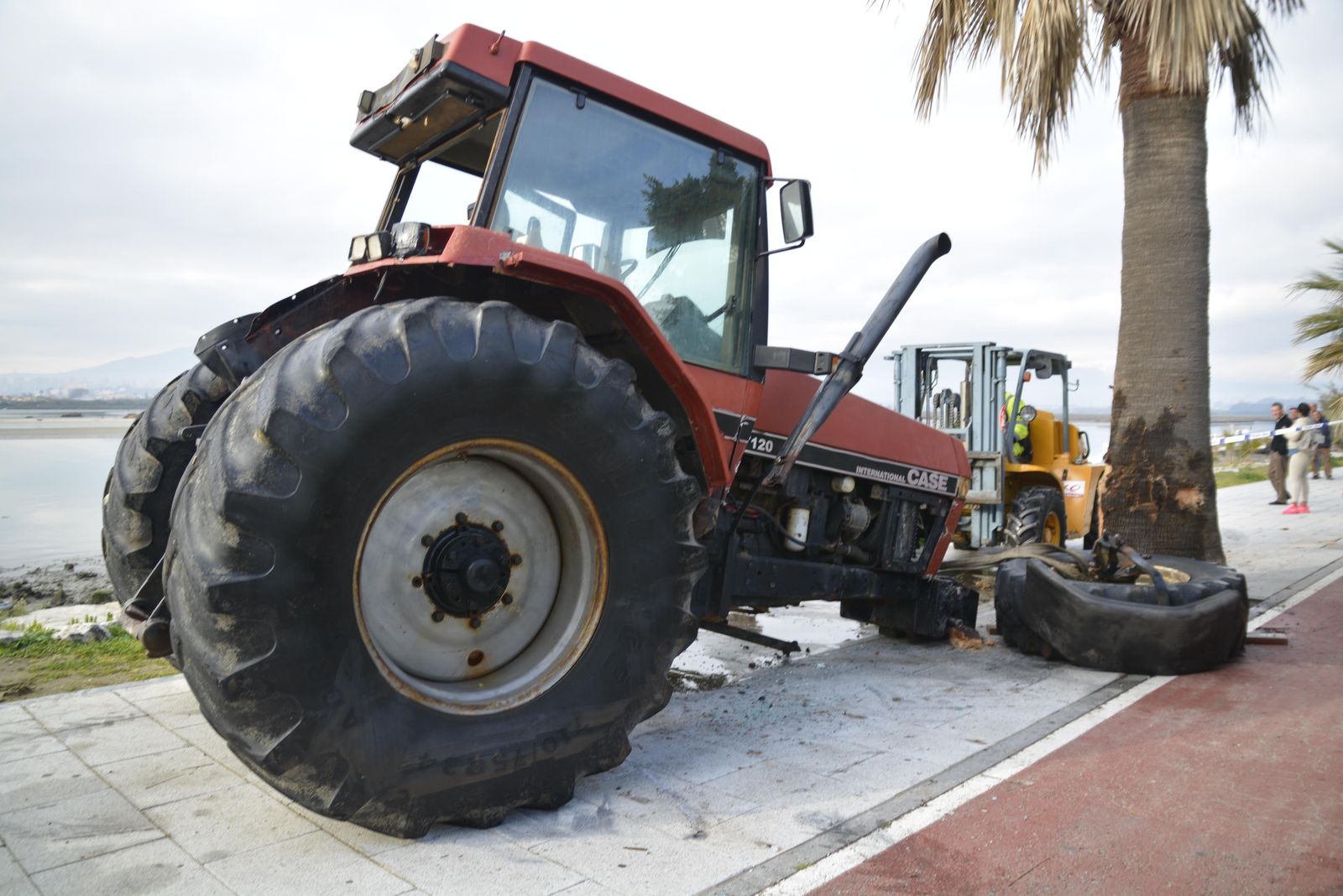 Tropiezo con una palmera en plena huida