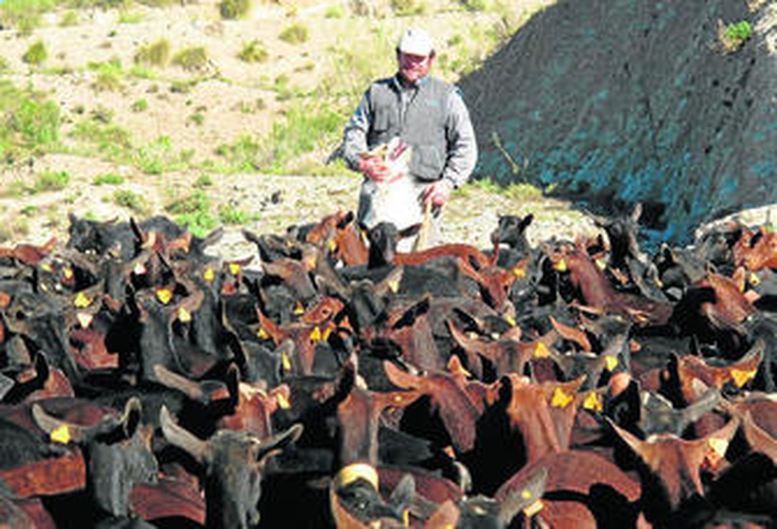 Evaristo Muñoz, con su perra Luna, vigila a un rebaño de cabras.