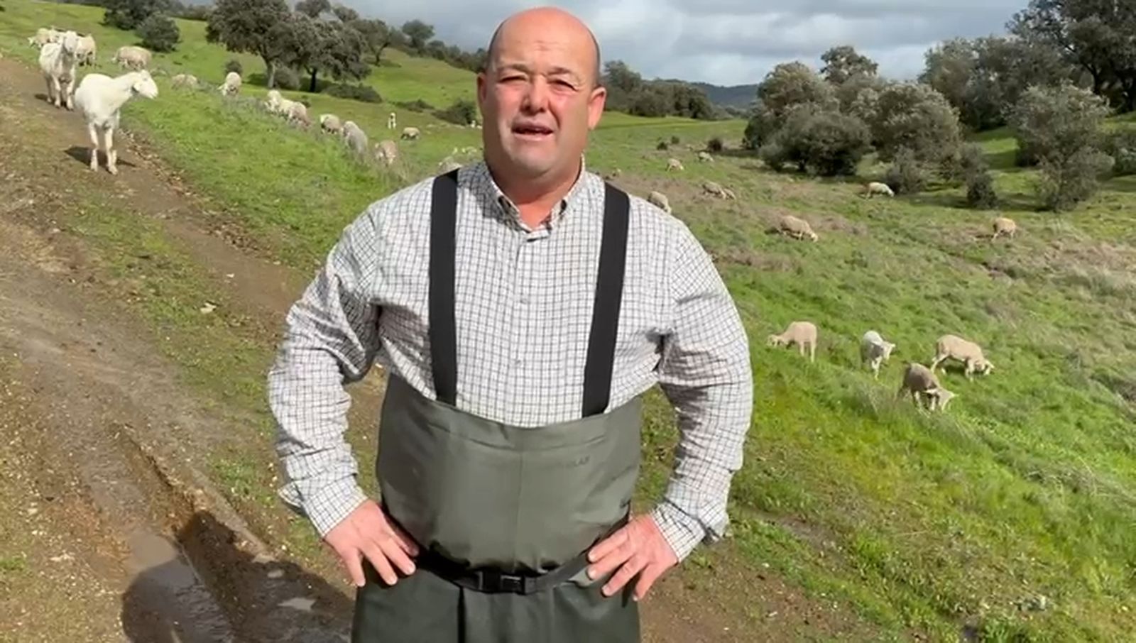 El temporal asfixia a la ganadería extensiva andaluza