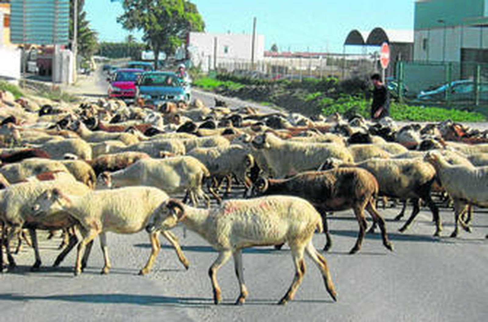Las ovejas iban a 120 Km por hora