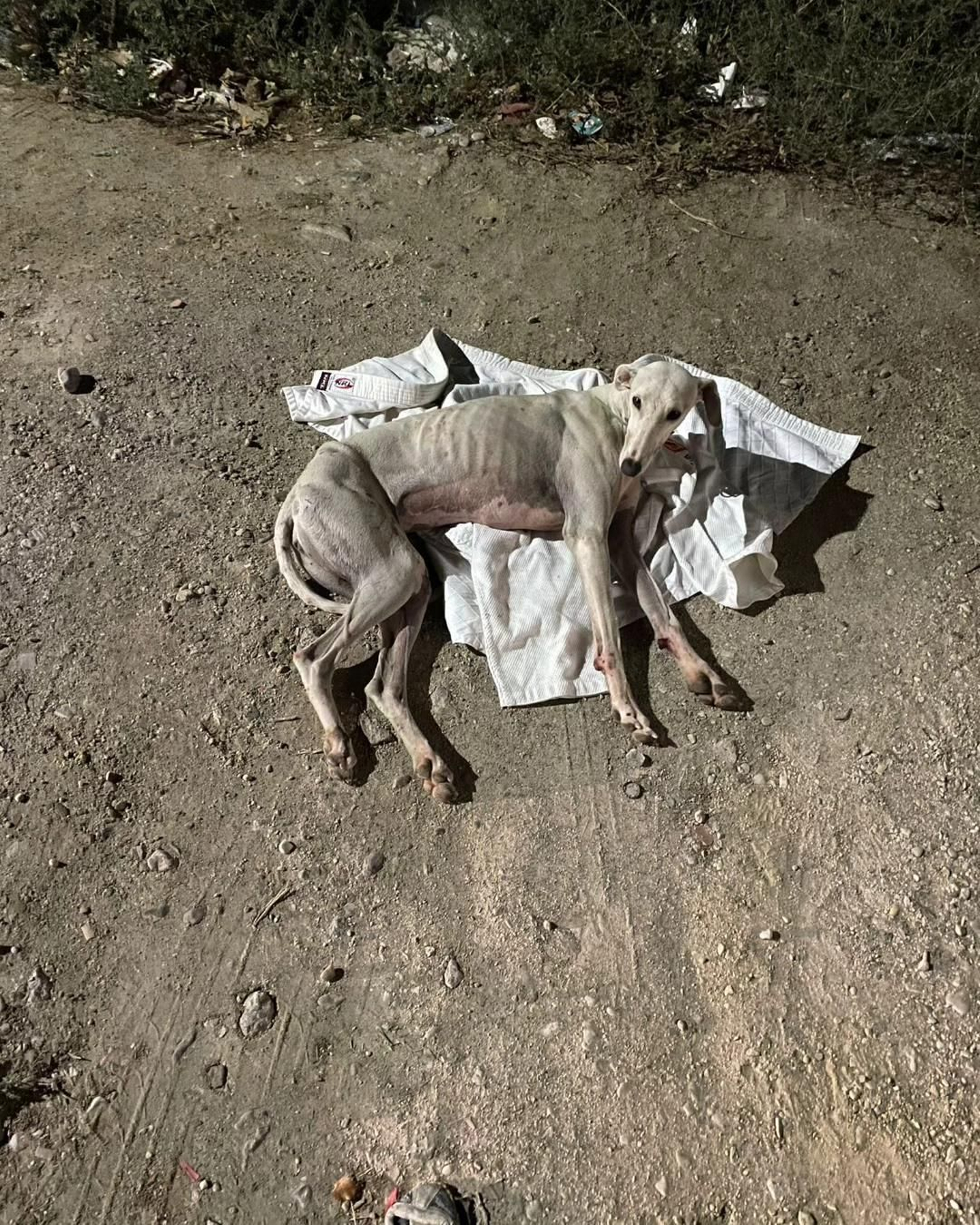 Imagen del animal hallado en plena calle tras sufrir un disparo.