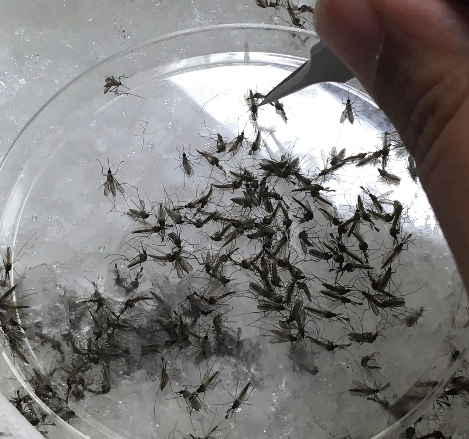Mosquitos capturados en una trampa en la provincia.