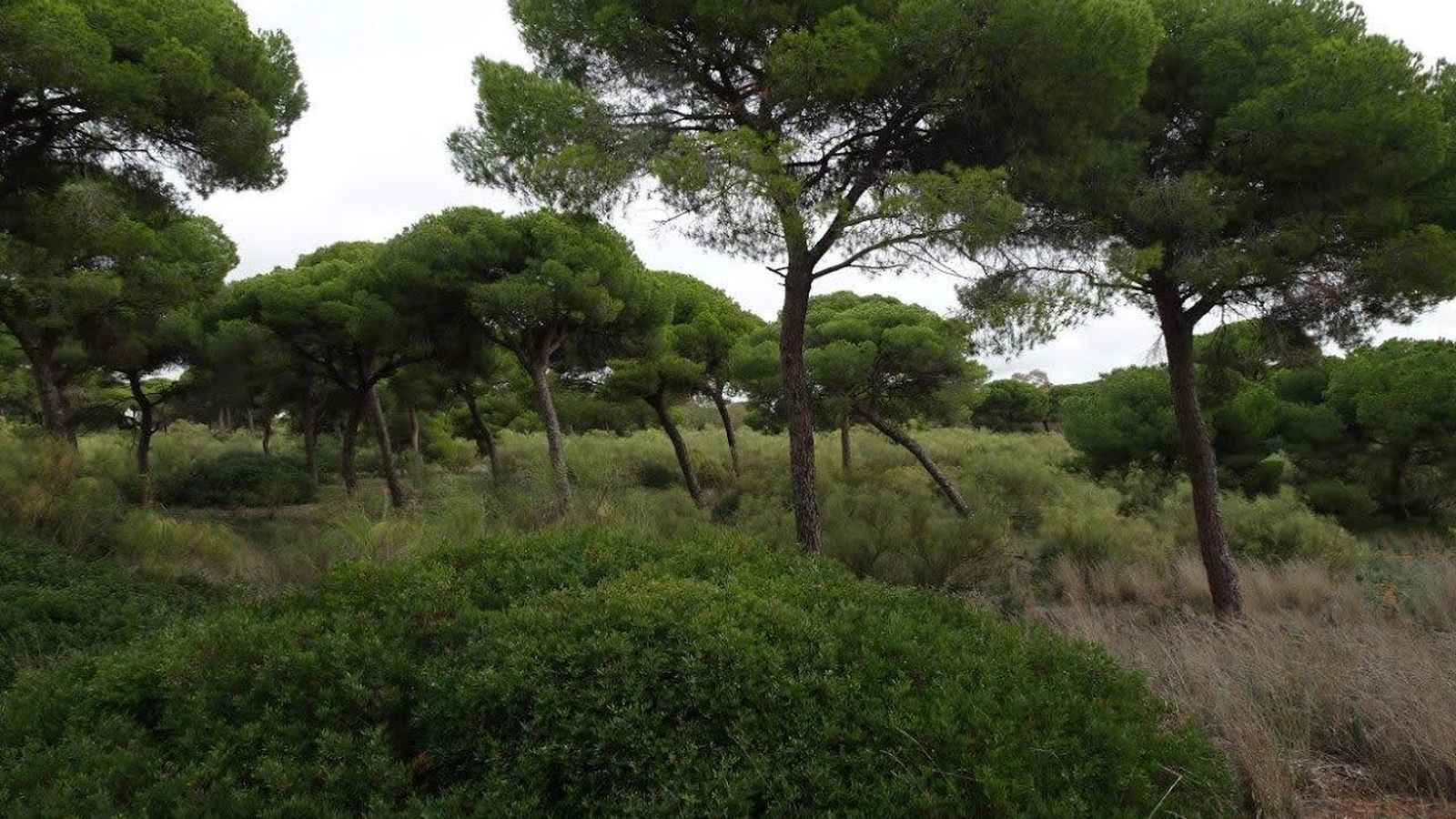 Ecologistas en Acción advierte que los terrenos forestales son los de mayor biodiversidad de El Puerto.