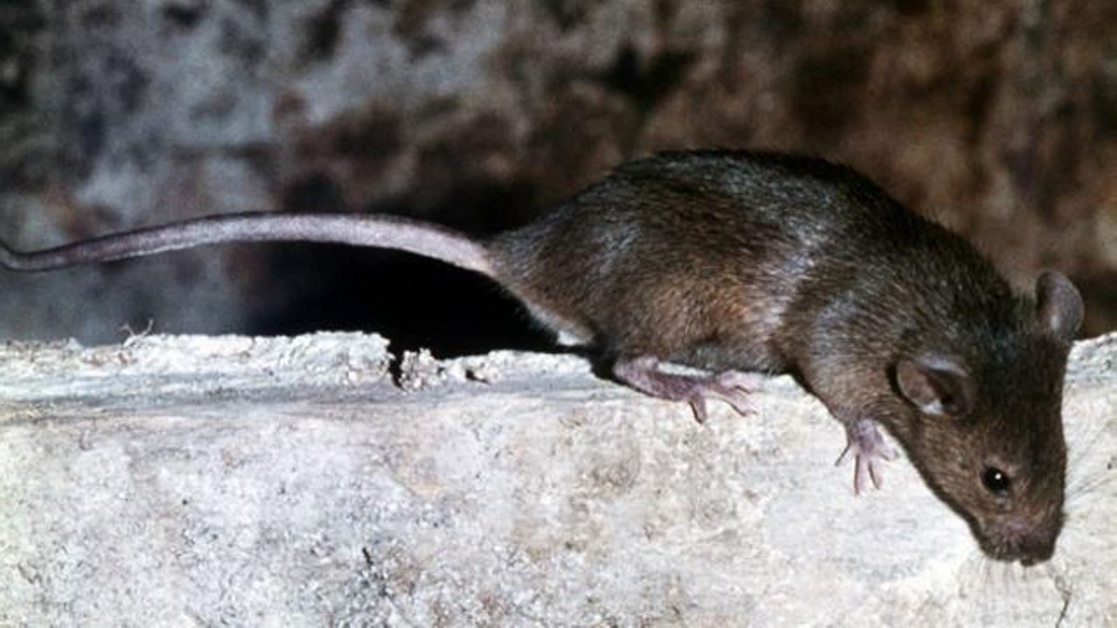 Una imageb de una rata.