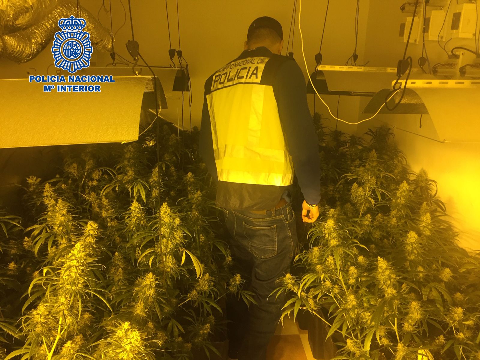 Un agente de la Policía Nacional inspecciona una de las plantaciones desmanteladas.