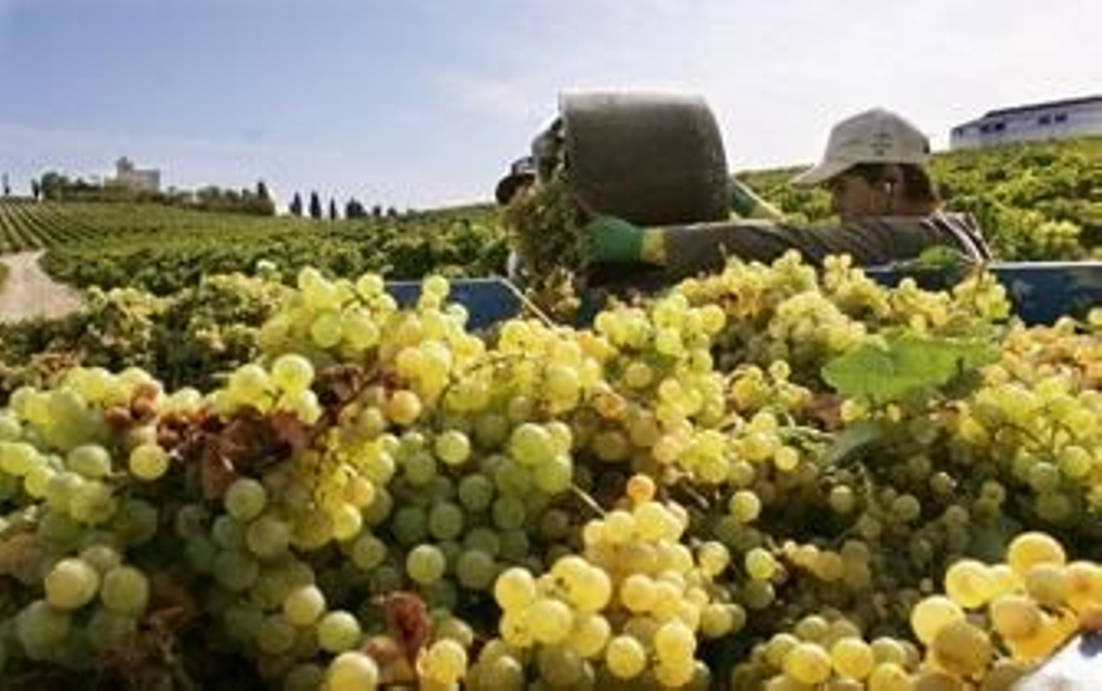 Lo que queda de la vendimia