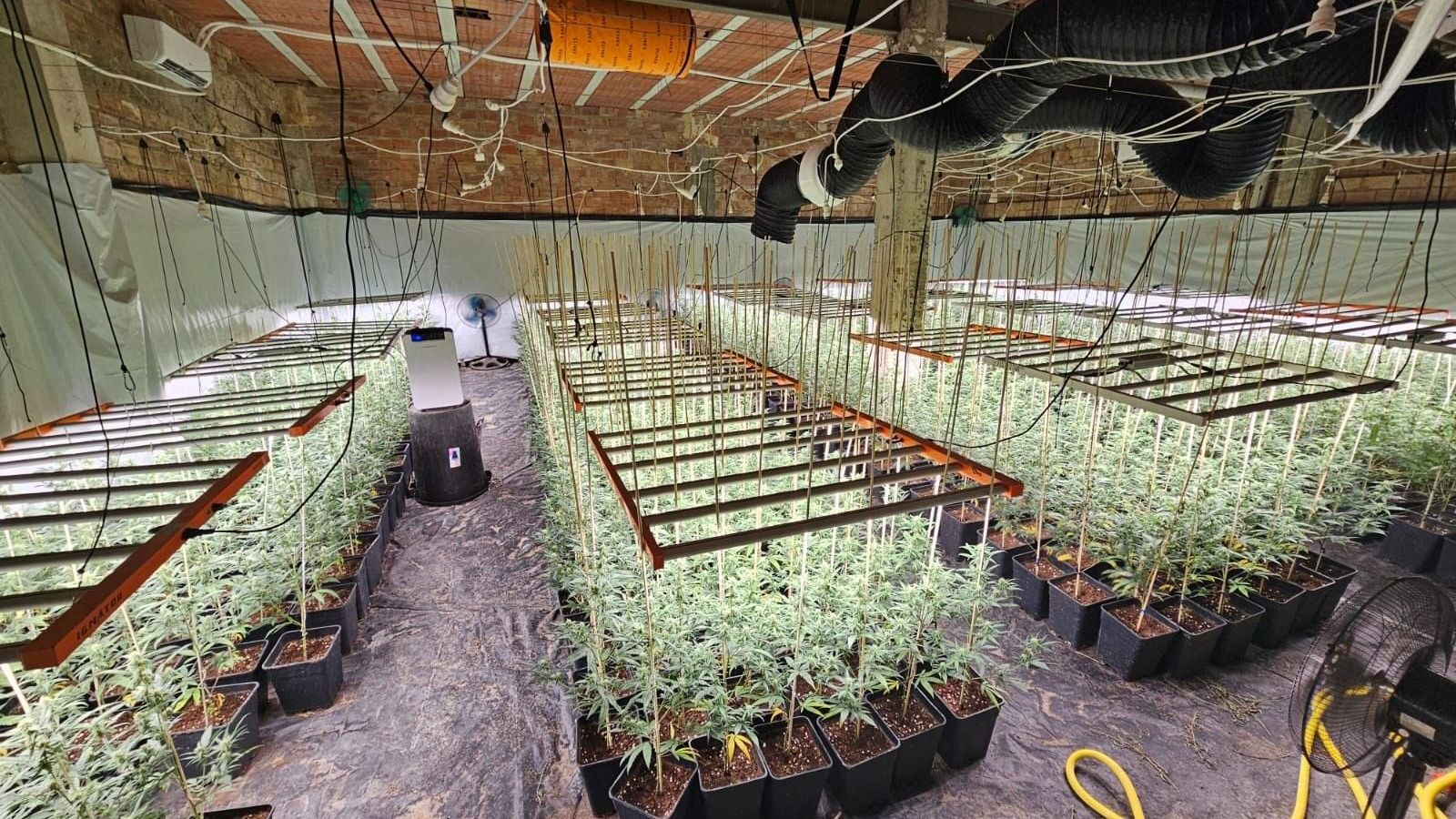 Plantación de marihuana desmantelada en Guadalcázar.