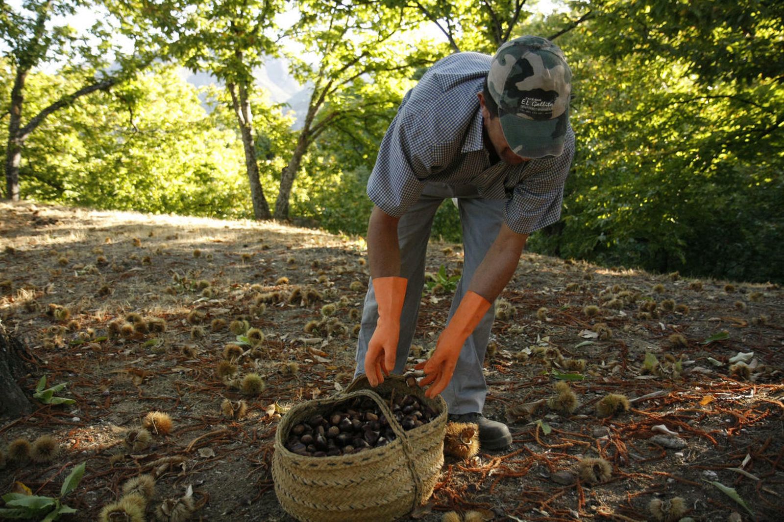 Un recolector de castaña en la Sierra de Huelva