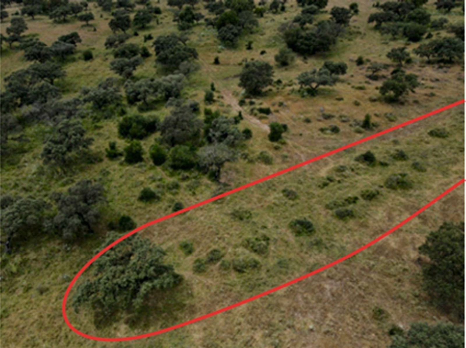 Vista aérea desde el SE de una de las Criaderas, Dehesa de la Sierra (Aznalcóllar, Sevilla).