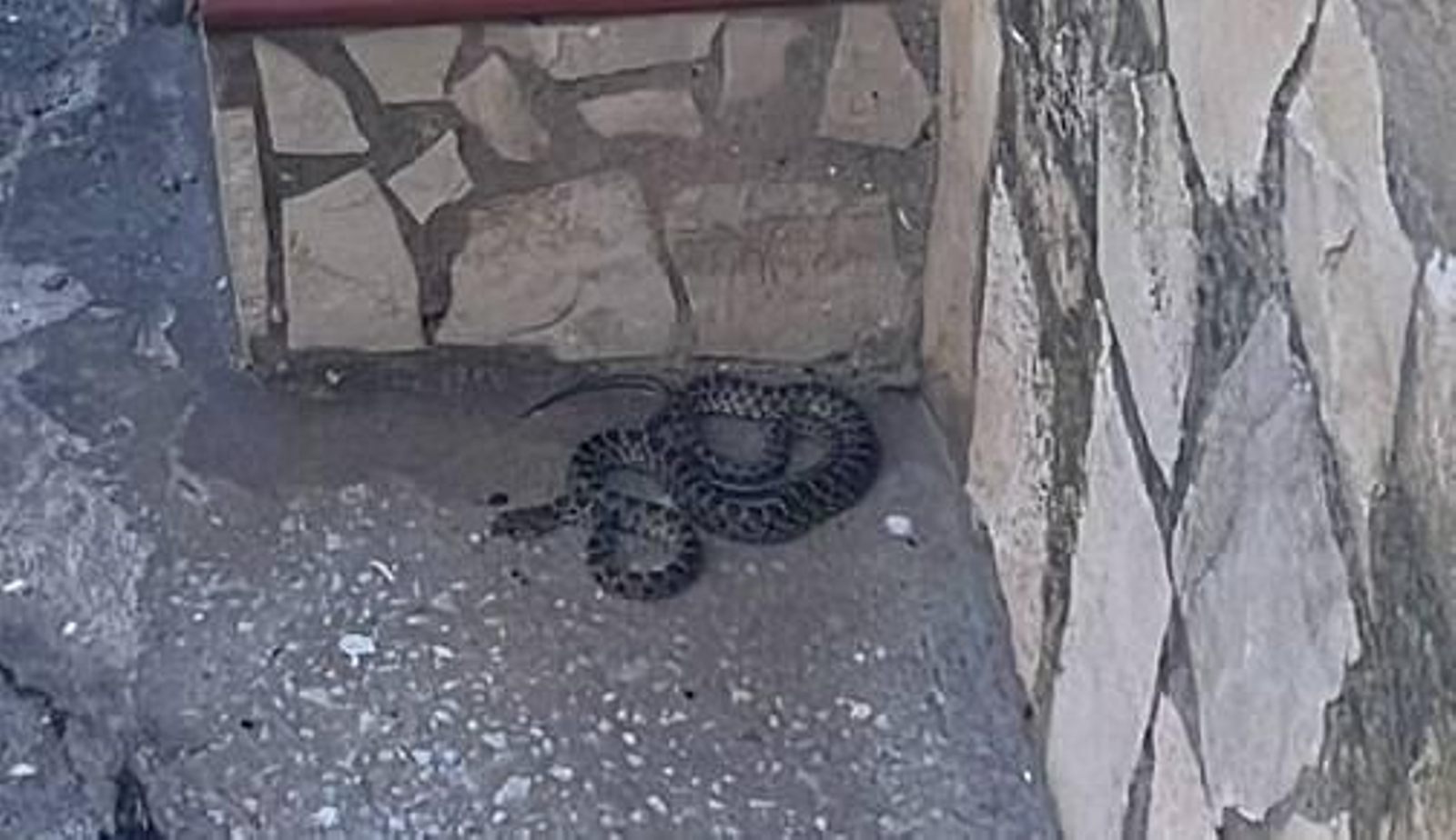 La culebra de herradura que fue vista en la barriada de Santiago de La Línea hace unos días.