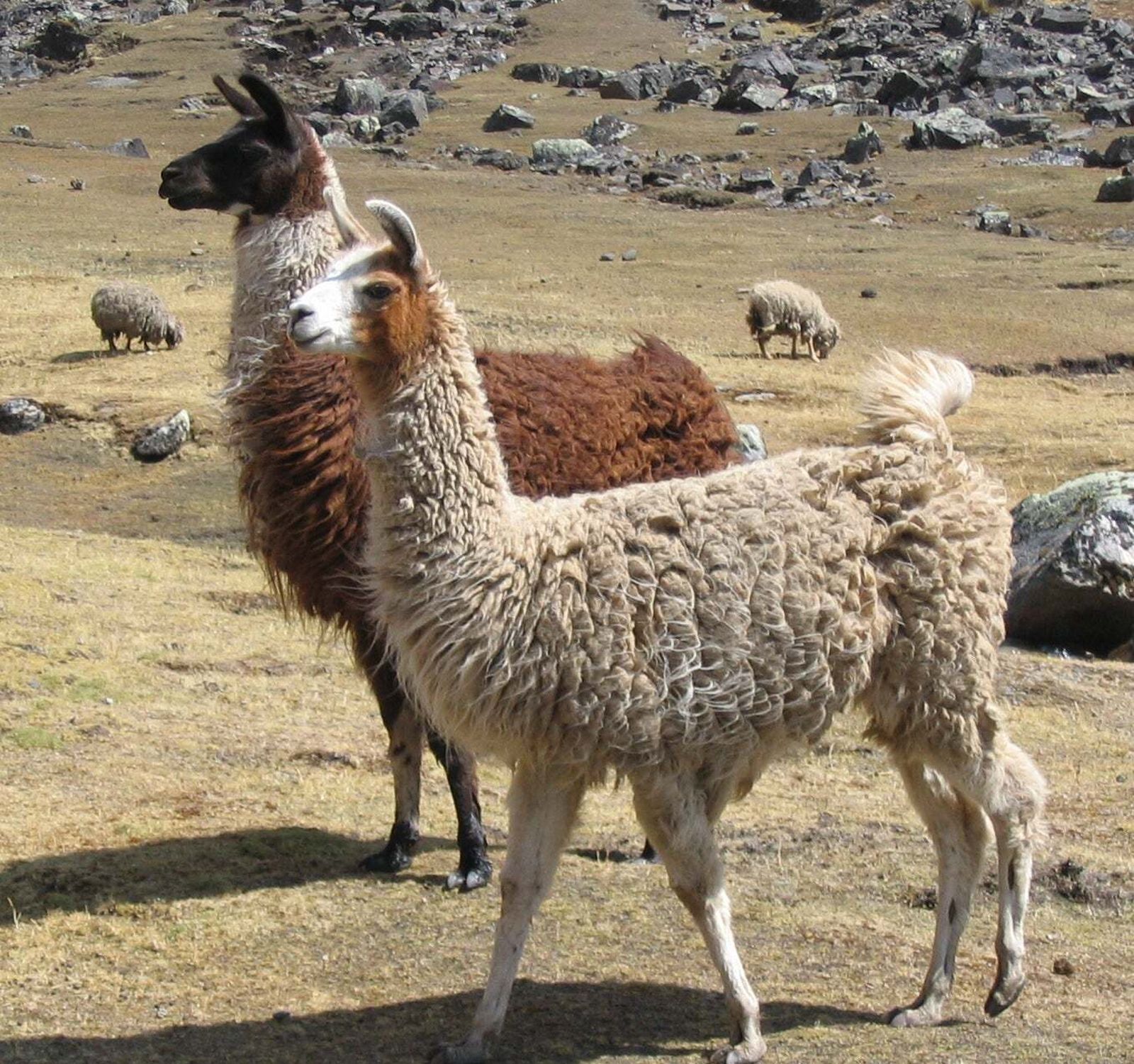 Madrid: sin circos con animales salvajes pero sí con camellos y llamas por considerarse "animales domésticos"