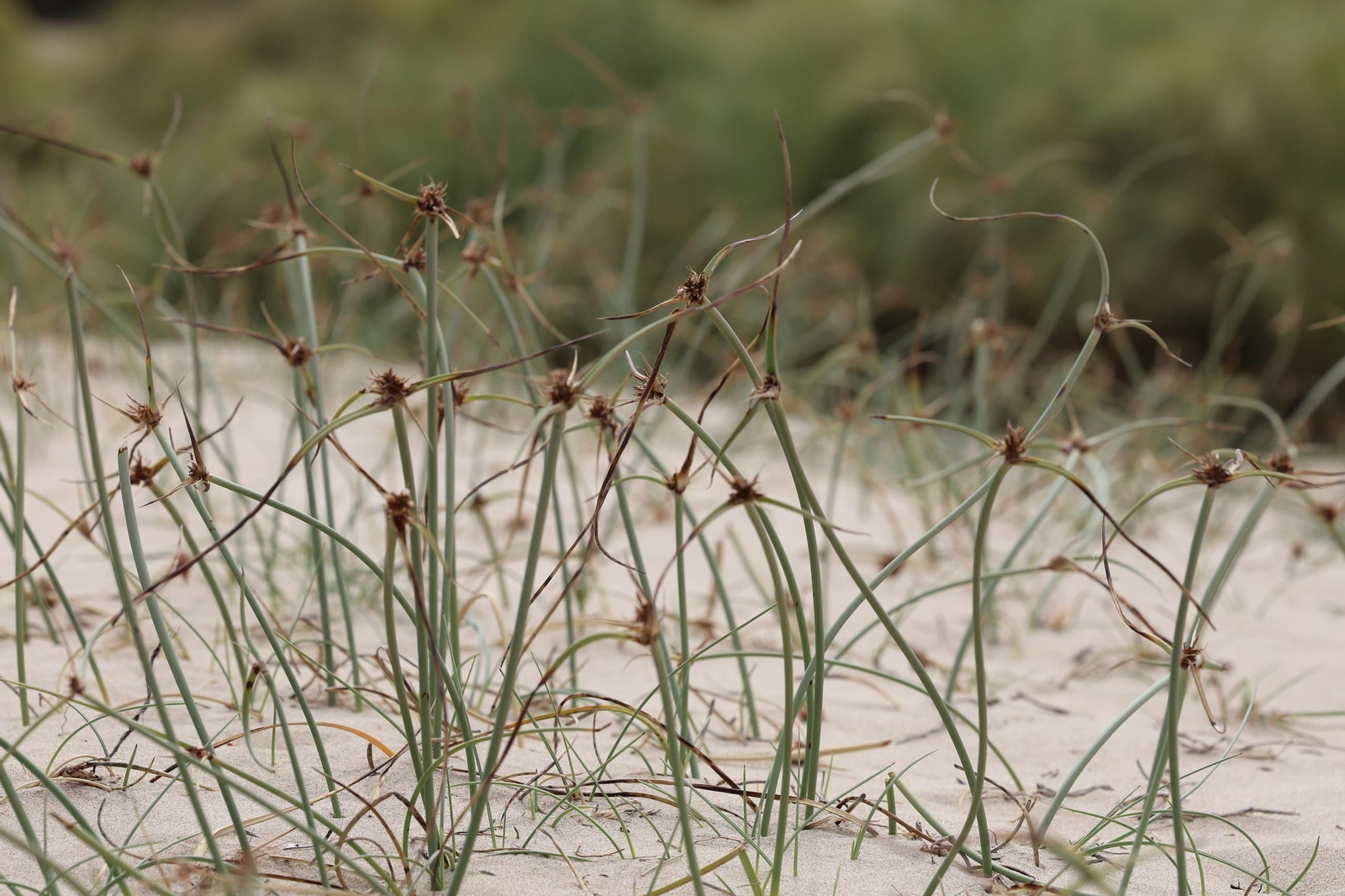 Imágenes de la diversa vegetación de las Dunas del Portil