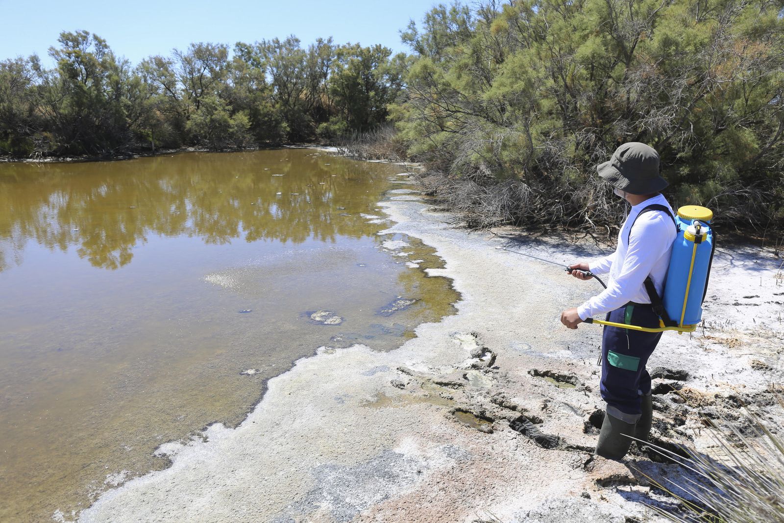 Un operario echa larvicida en la desembocadura del Guadalhorce para acabar con los mosquitos, en una imagen de archivo.