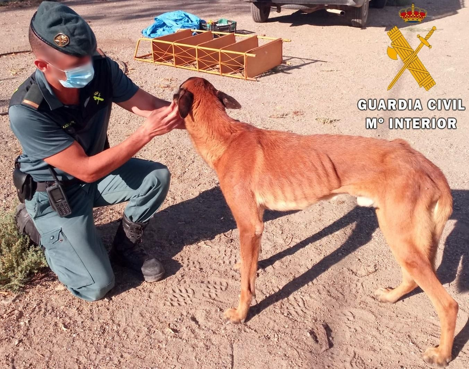 Investigan a un hombre por tener en desnutrición y abandono a un perro en un cortijo de Tabernas