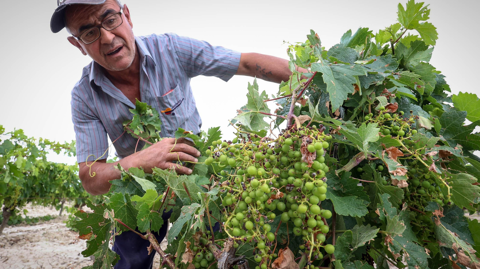 El pedrisco daña los viñedos de Trebujena