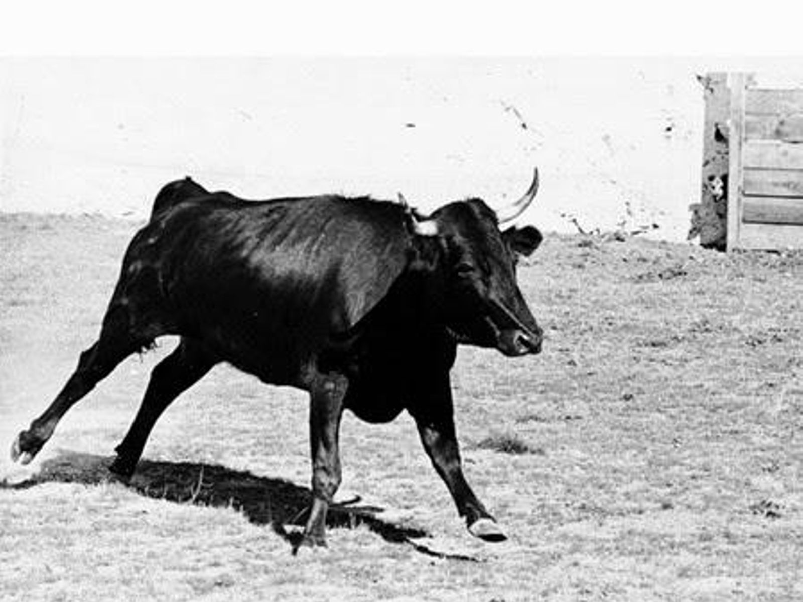 La vaca 'Conocida', del hierro de Amelia Pérez Tabernero causó lesiones irreversibles a Antonio Bienvenida.