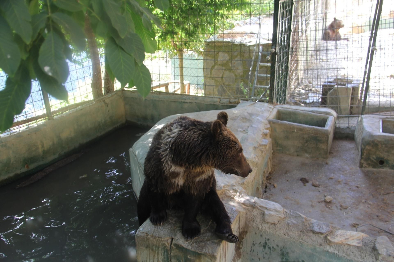 Cinco osos de Peña Escrita se ‘mudan’ a un santuario de osos de Hungría
