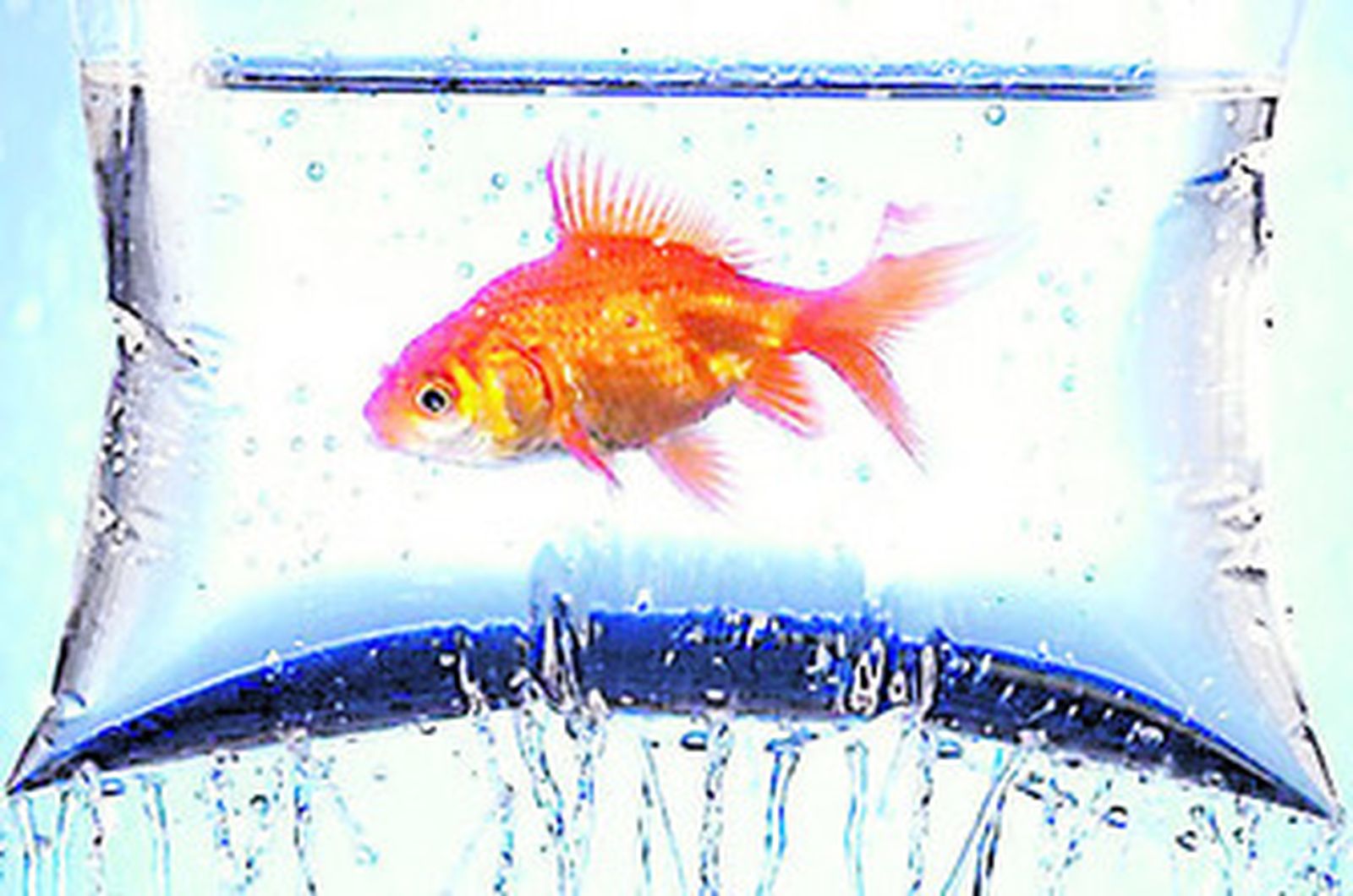 Peces, iguanas y tortugas de barraca