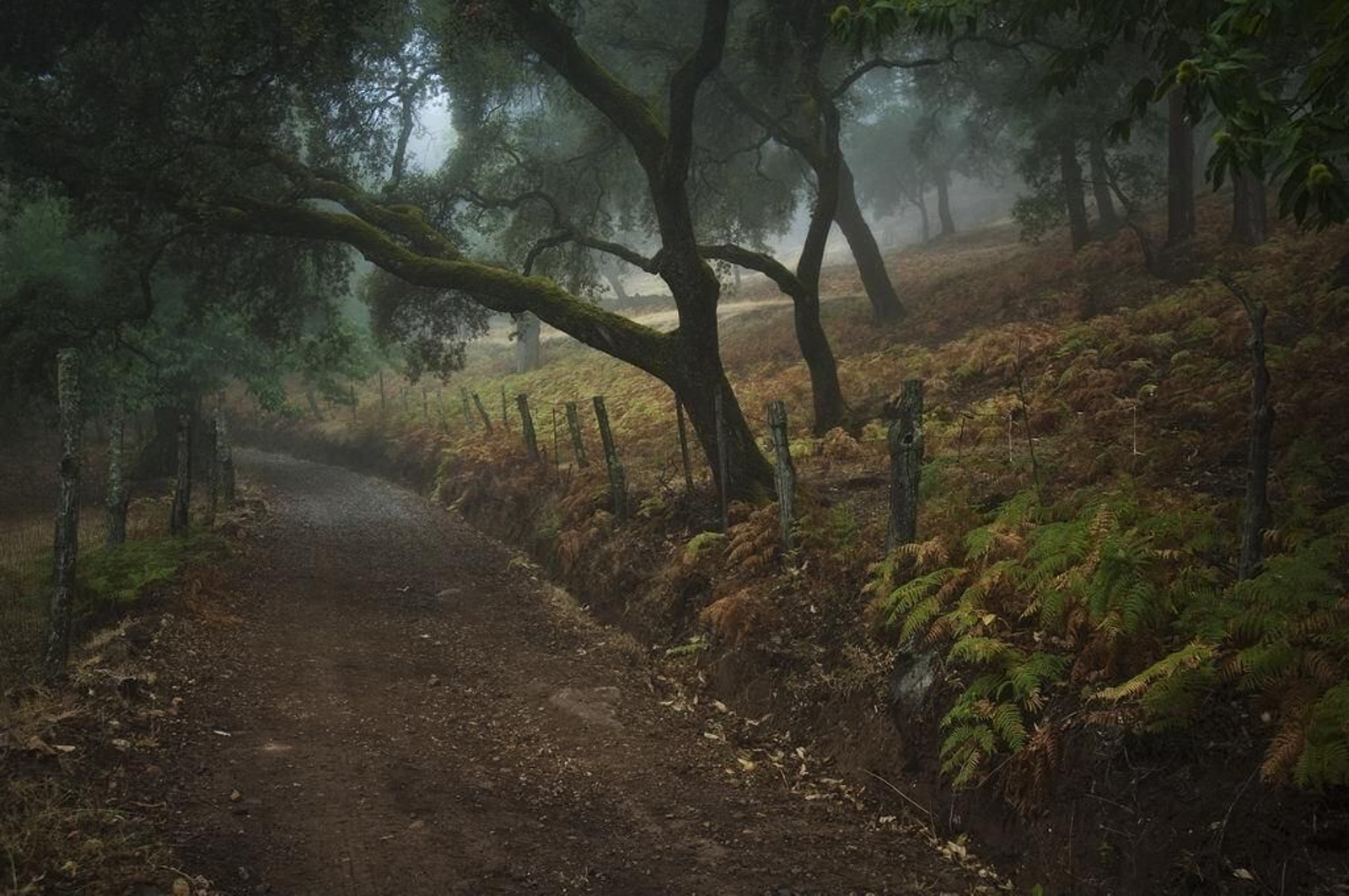 Una camino público del término municipal de Santa Ana la Real.