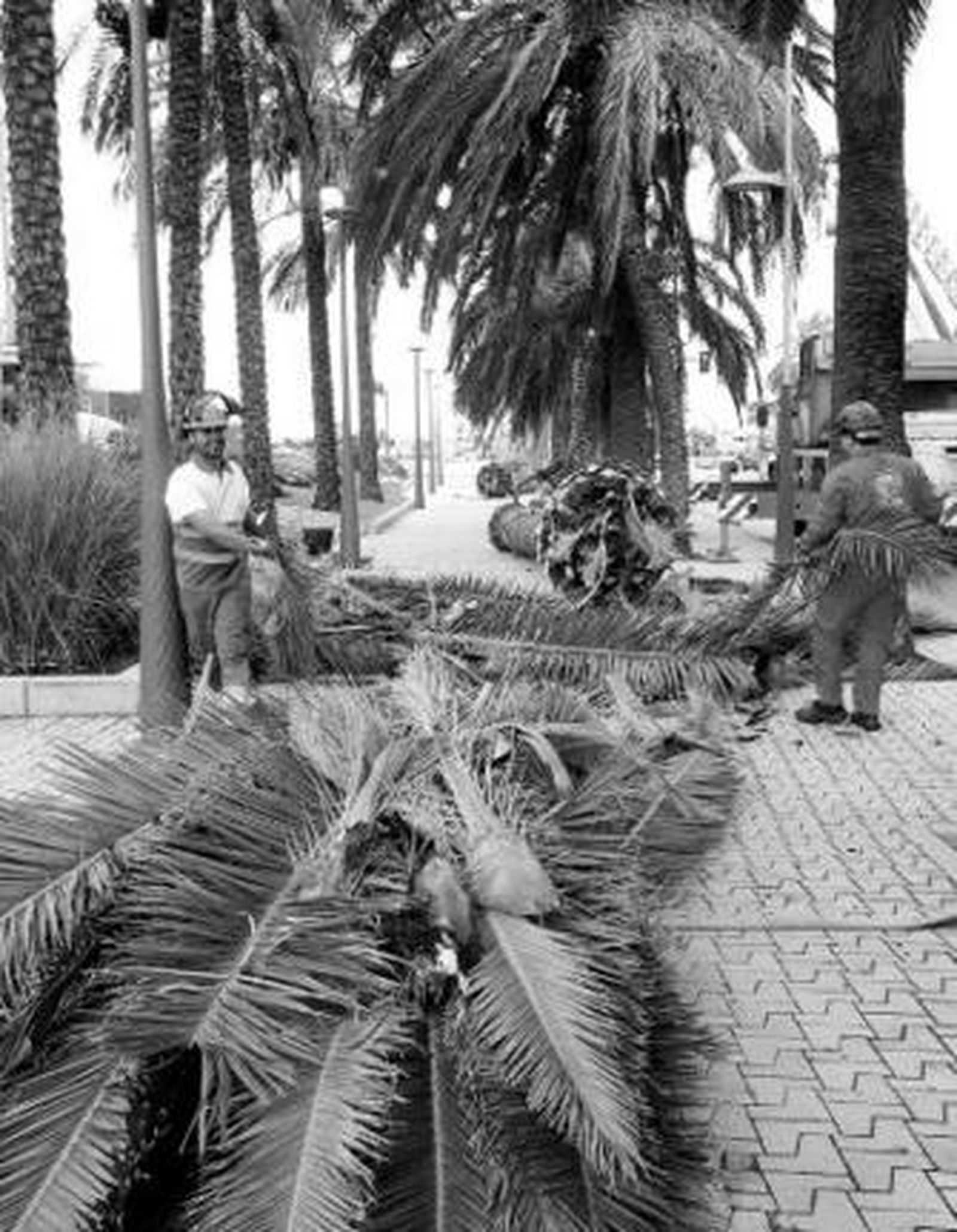 Operarios de Eulen en una reciente actuación en la plaza Las Velas.
