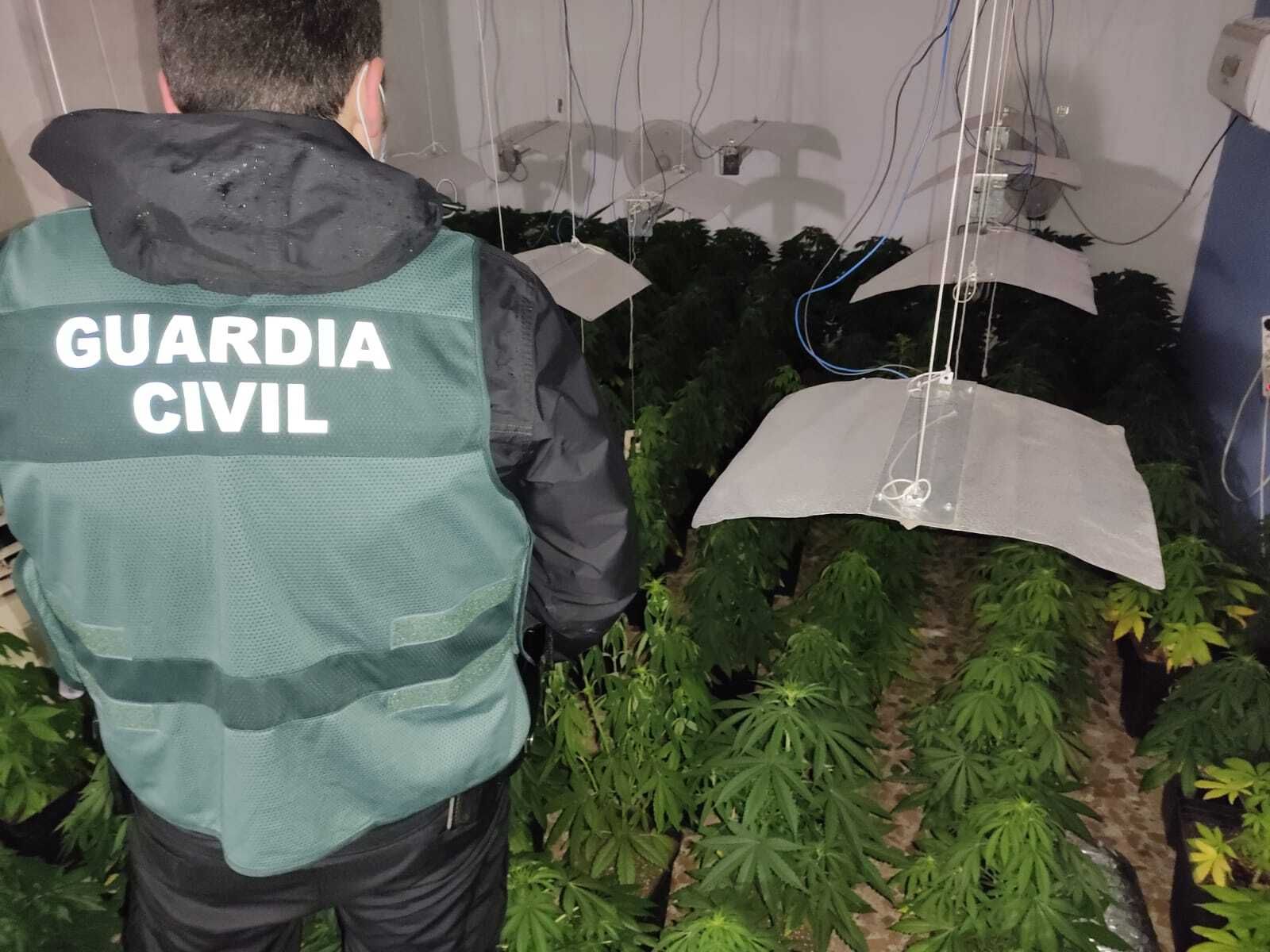Un agente de la Guardia Civil en una de las plantaciones.
