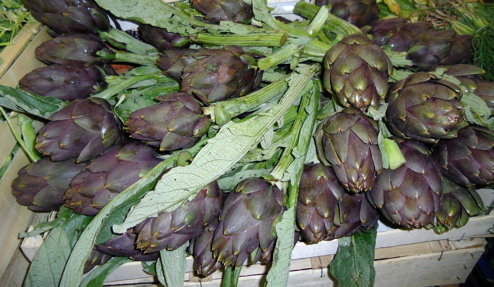 Alcachofa: 'Cynara scolymus'