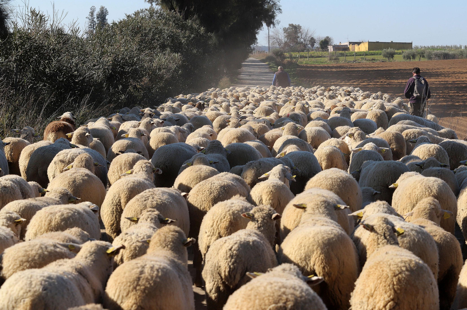 Imágenes del pastoreo de ovejas en Almonte