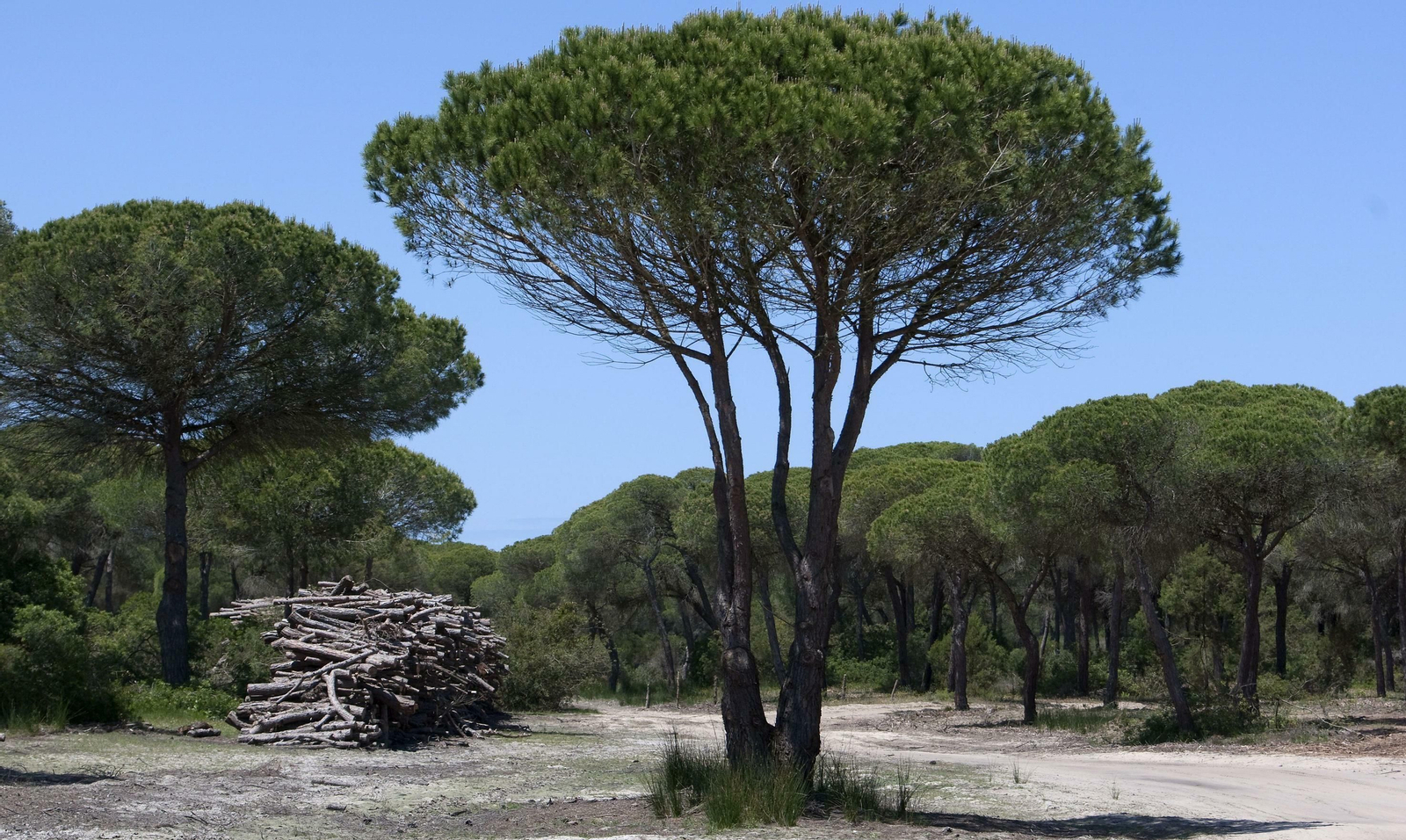Escoem firma un convenio  con WWF España para la reforestación de Doñana