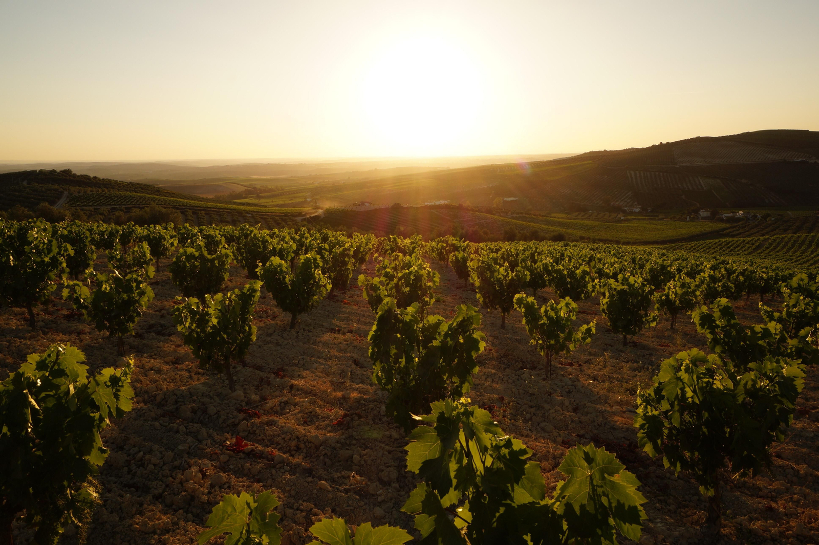 Viñedos de la Sierra de Montilla, al atardecer.