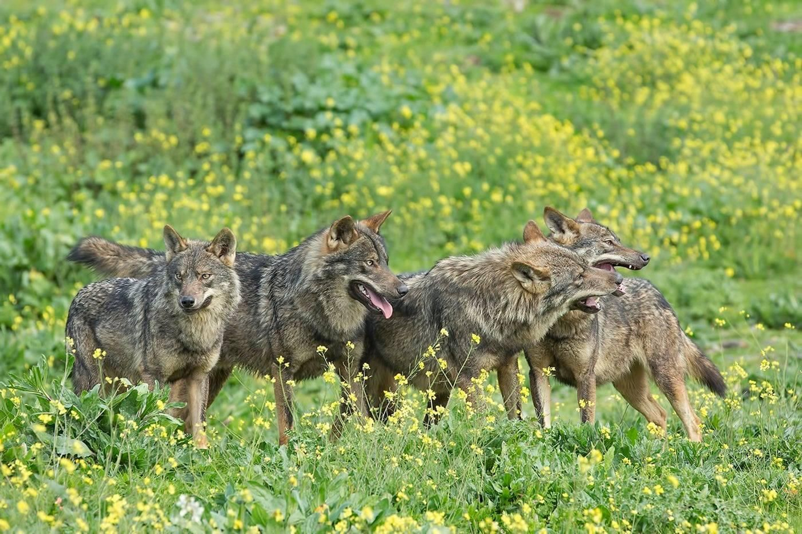 Así es la manda de 20 lobos que habita en una finca sevillana de Las Pajanosas.