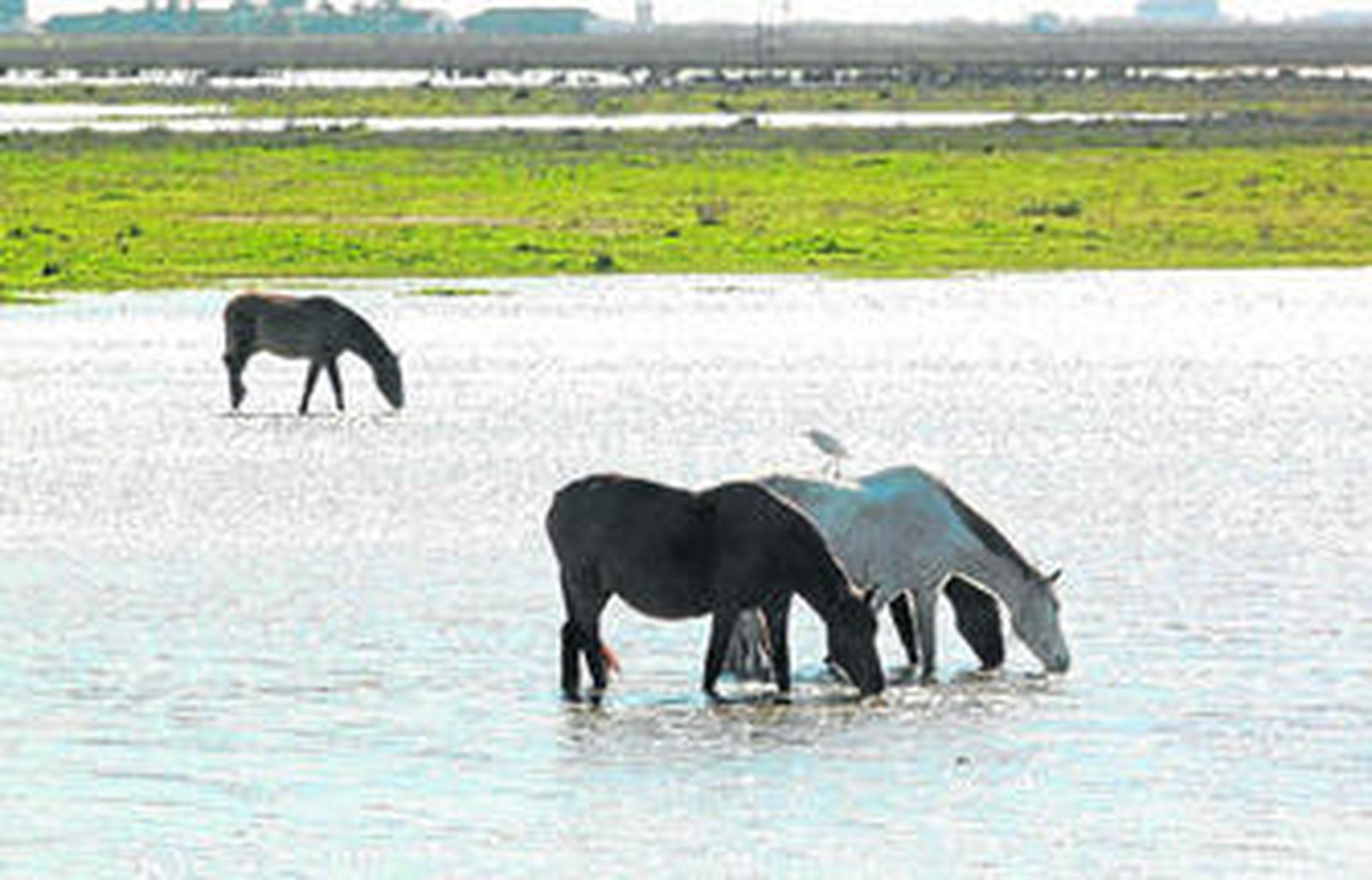 1. Marismas en Aznalcázar. 2. Molinos en el río 3. Corredor Verde del Guadiamar